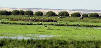 Aves migratorias, el 50% de especies amenazadas en humedales