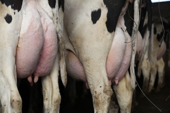 El FEGA reduce la ayuda por sequía en vacuno de leche