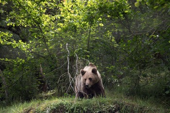 La población de oso pardo se cifra en 370 ejemplares