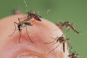 Destinan 15.000 E. para luchar contra las plagas de mosquitos