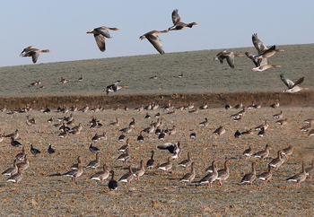 Cerca de 5.000 aves eligen las lagunas de Boada y Pedraza