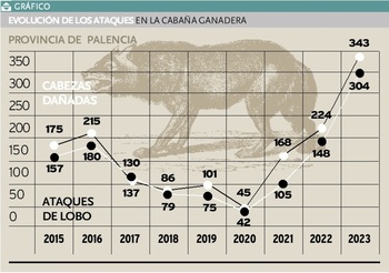 Los ataques del lobo al ganado se triplican desde 2021
