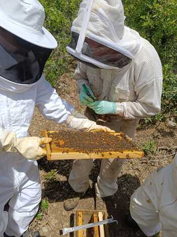 «Hay que proteger a nuestra abeja negra ibérica»