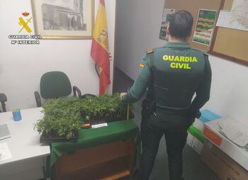 Dos detenidos con 300 plantas de marihuana en Aguilar