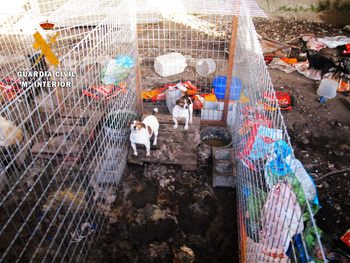 Localizan 15 perros que vivían “entre excrementos y suciedad