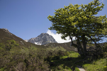 CyL, la que más bosques gestionados de forma sostenible tiene